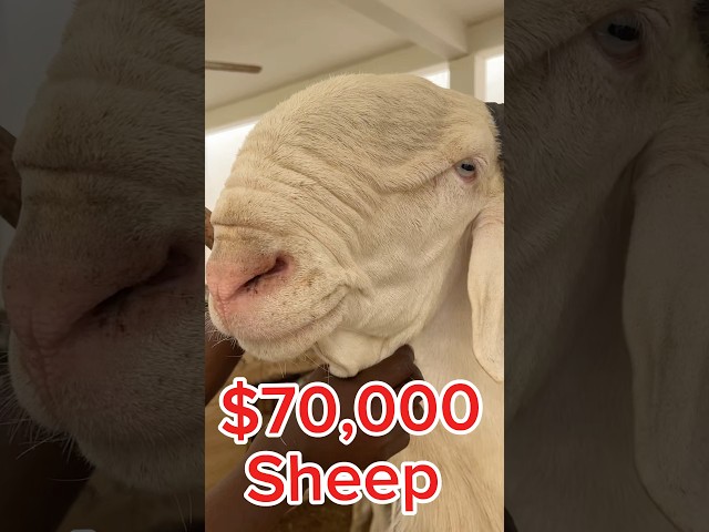 Most expensive sheep in Africa