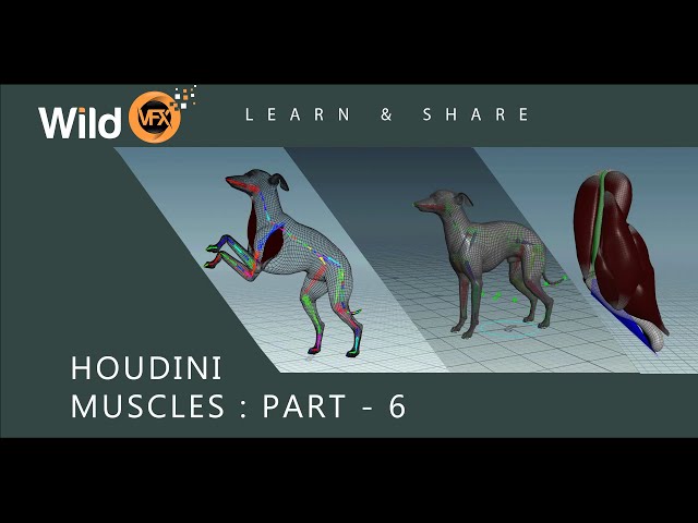 Houdini Muscle System Tutorial - Muscles - Part 06 - Wild VFX