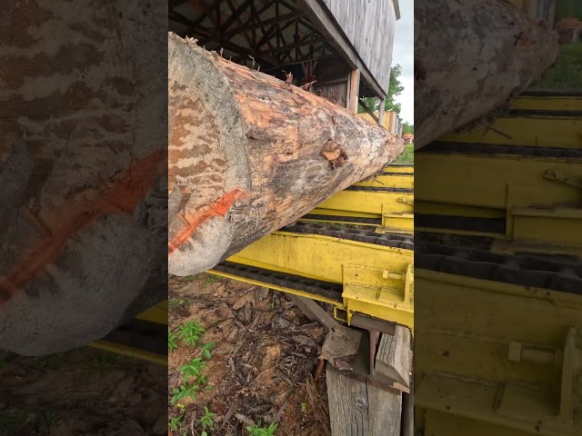 21 foot norway spruce logs # shorts