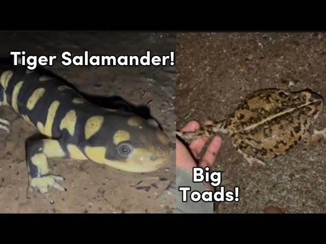 Huge Tiger Salamanders and Huge Toads! - Herping San Diego, California