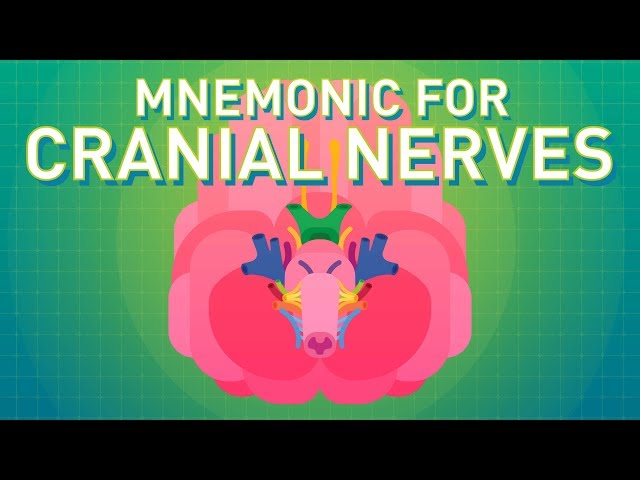 How to Remember the Cranial Nerves (Mnemonic) - EASIEST WAY!