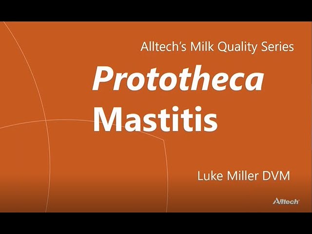 Alltech's Milk Quality Series: Prototheca Mastitis