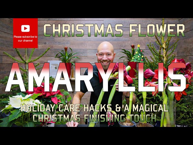 Amaryllis Holiday Care Hacks & a Magical Christmas Finishing Touch