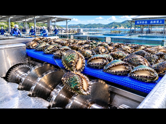 Inside the World’s Biggest Abalone Factory – The Satisfying Process of Mass Production
