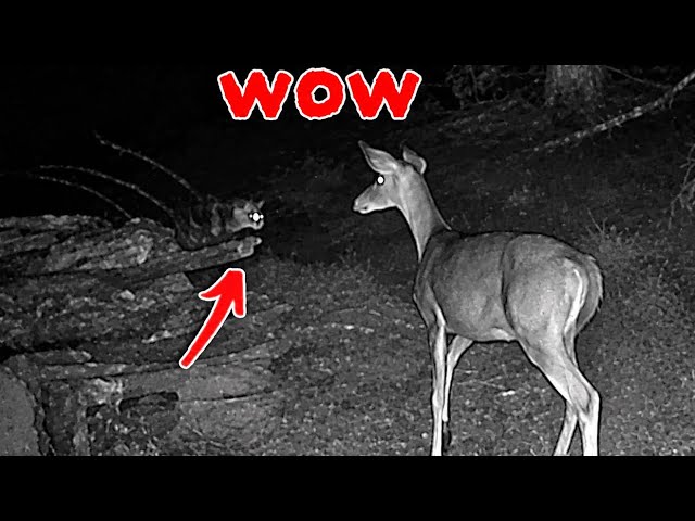 My Trail Camera Caught An UNLIKELY Friendship...