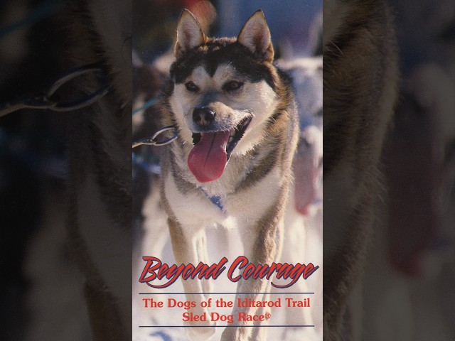 Beyond Courage: The Dogs of the Iditarod Trail Sled Dog Race® (2005)