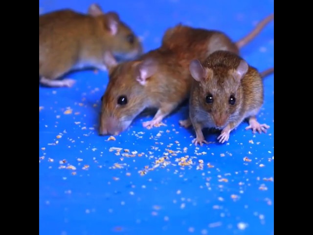 Cat TV! 🐀 REAL Mice Hunting GAME Video 4K for Cat to Watch! #Shorts