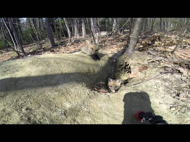 Fox Pups Day 2