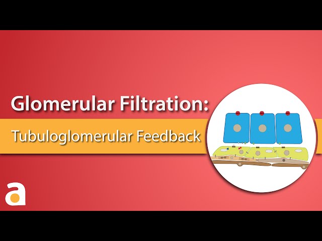 Glomerular Filtration: Tubuloglomerular Feedback