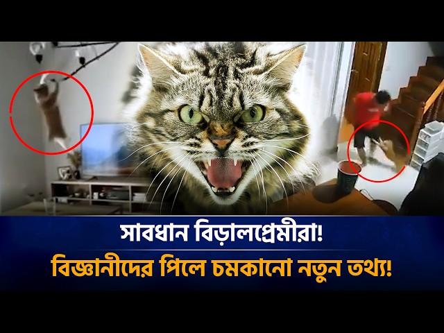 The Invisible Killer Behind Your Cat's Affection: Shocking Scientific Findings! Cat | Cat lover