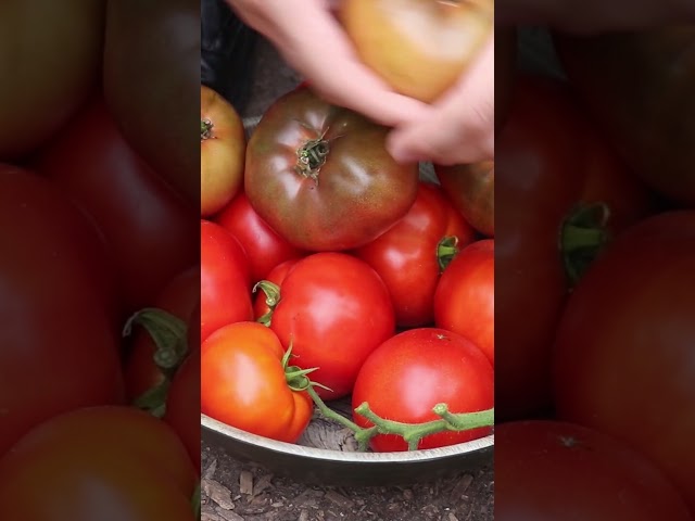 Sun Heat Harvest Time 🌞 🍅