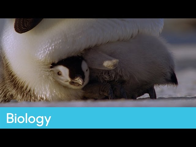 Life cycles of various living organisms | Biology – Life Lessons