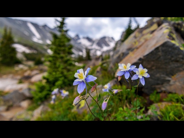 "The Flowers of August" Beautiful Relaxing Music, Peaceful Soothing Instrumental Music by Tim Janis