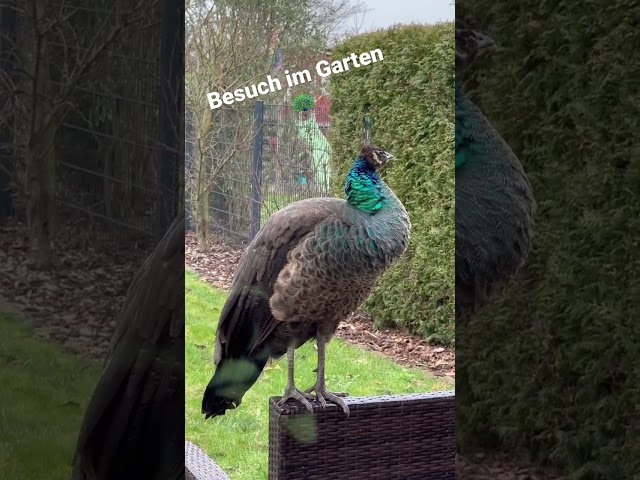 🦚 Ein Pfau in unserem Garten