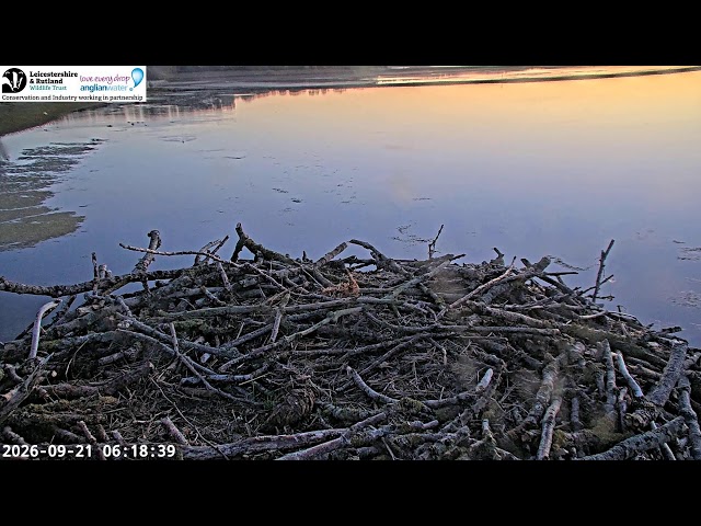 LRWT - Manton Bay Ospreys Live Webcam (Close-up)