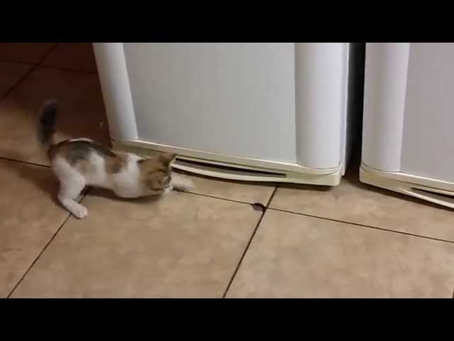 Kitten attacks hole in the floor