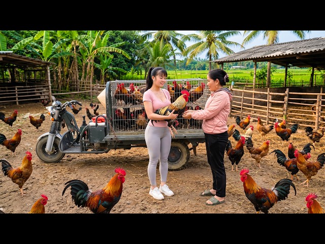 Harvesting Roosters for Village Market—Then Found a Giant Python in the Chicken Coop!