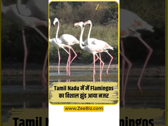 Tamil Nadu में Flamingos का Grand Arrival! Thoothukudi Salt Pans में दिखा बड़ा झुंड