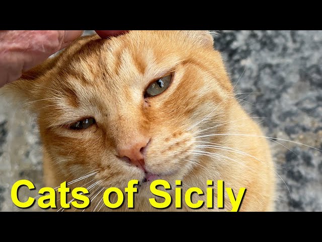 Cats of Sicily, Siracusa, Italy