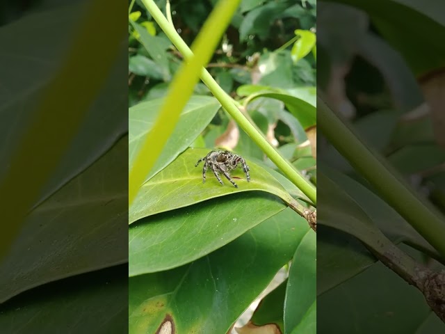 Is it Tarantula? #spiderman #spiderman2 #tarantula