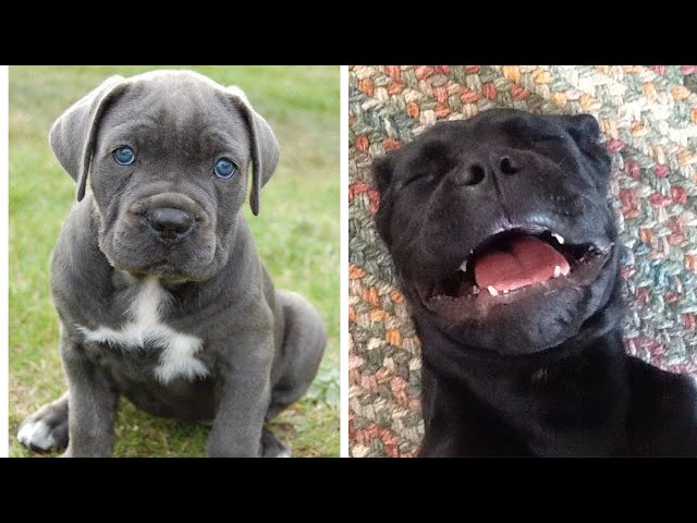 Cute and funny Cane Corso puppies that will make you day 😂