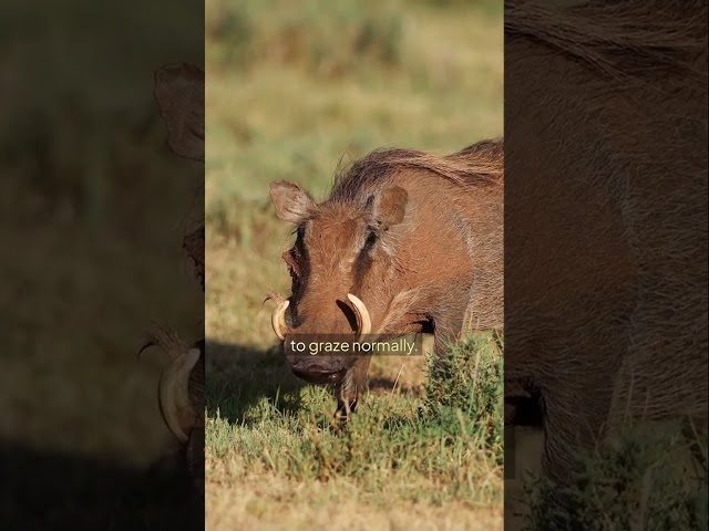 The Animal That Runs Tail Up Like an Antenna #warthog  #animalfacts #wildlife