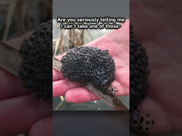 What are Enderpearls REALLY?