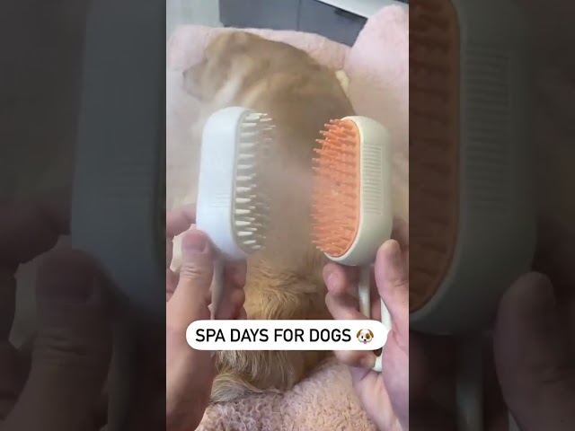 Revolutionize Pet Grooming: 3-in-1 Steam Brush