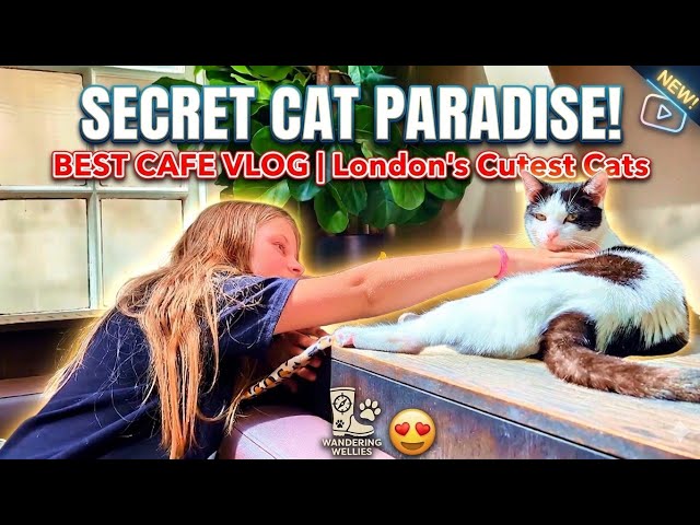 This Cat Cafe in Marylebone Will Melt Your Heart 🐱