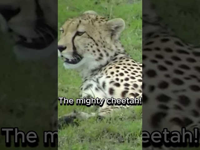 Big Cat Cute Cheetah Sound #cheetah #animal #cutecats #cuteanimals #animalsound #shorts #wildlife