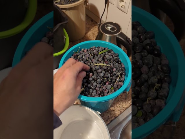 Olives - What do you do after picking them?