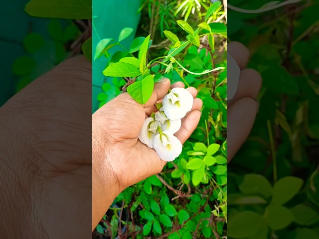 जब अपराजिता खुद से उग जाए #youtubeshorts #viral #trending #shortsfeed #viralvideo #shorts#shortsfeed