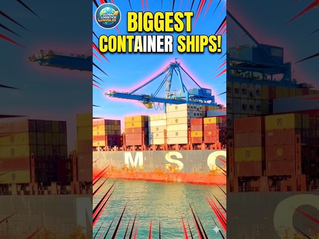 Msc Caterina ship #Msc container ship