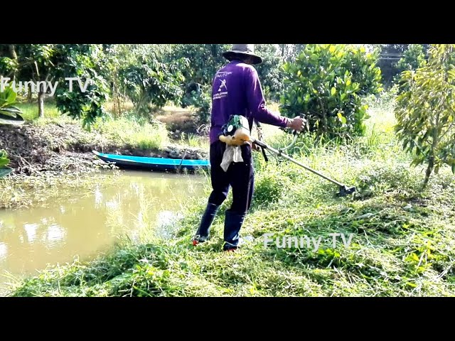 Công việc nông nghiệp - cắt cỏ tại thành phố Cần Thơ - Việt Nam