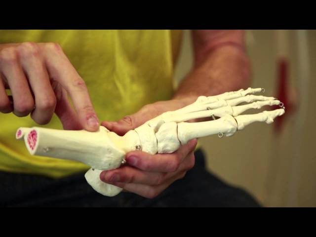 What is Biomechanical Engineering?