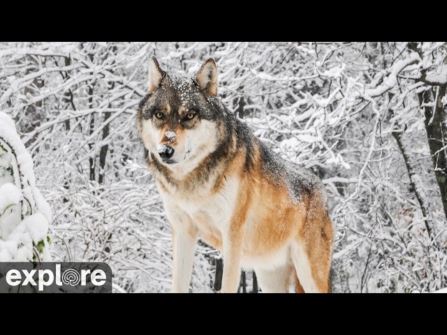 LIVE Wolf Cam: South – International Wolf Center – Minnesota | explore.org