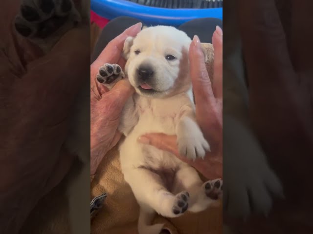 Belly Rubs for the CUTEST 2-Week-Old Labrador Puppy #cutepuppy #labrador #puppy