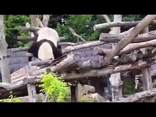 8 Second Humor "Panda Fail" (Law and Order)