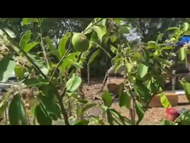 Meyers Lemon flower sacrifice
