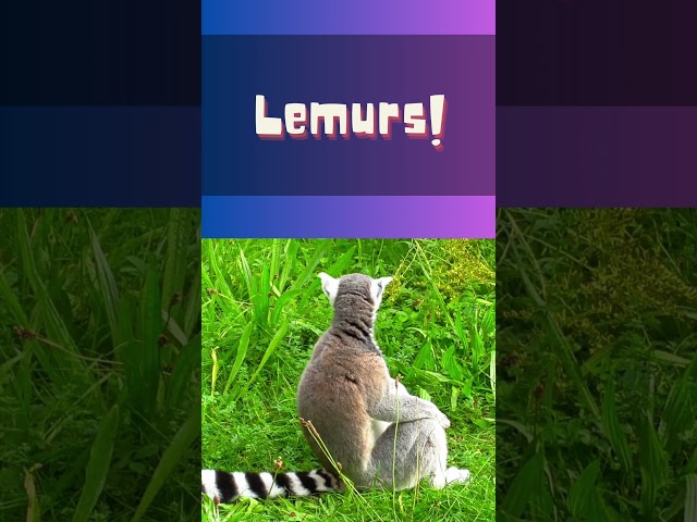 AMAZING True Facts About: The Lemur | 🐒 #Shorts