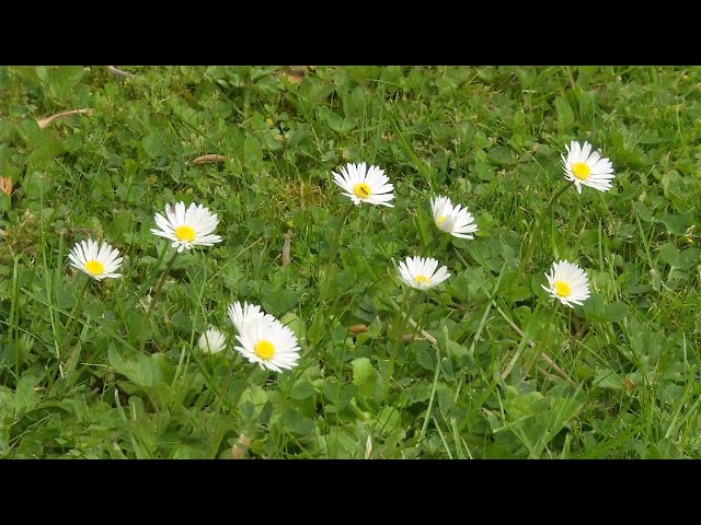 How to Control Lawn Weeds | Tips to Remove & Prevent Weeds in Your Lawn