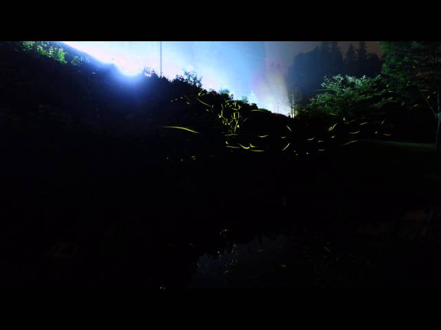 2014.06.21 板取でホタル