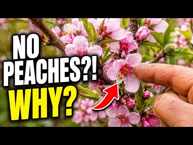 Why Your Peach Tree Is Full of Flowers but Has No Fruit — 5 Reasons You Need to Know