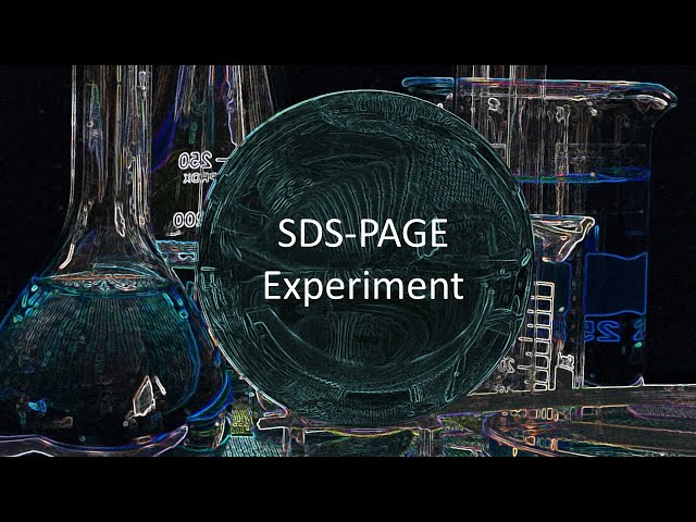 SDS PAGE Experiment
