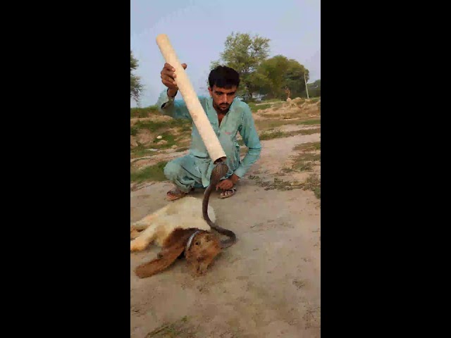 The Snake hunter Live Stream