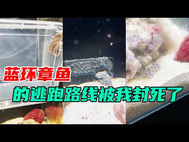 It should be stable now, the blue-ringed octopus should not be able to escape! My life is safe!