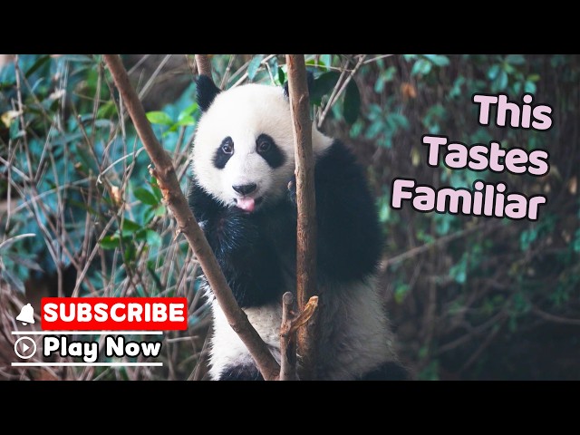 Panda Finds A Little Piece Of Itself | iPanda