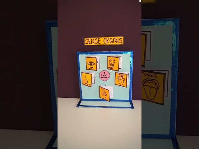 DIY Sense Organs Working Model: Simple Step-by-Step | Best 5 Senses Model for Science Exhibition