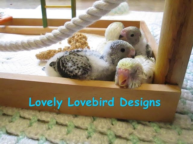 The Parakeet Chicks Get A New Playground! Episode 10. Skittle's and Beauty's Little Family