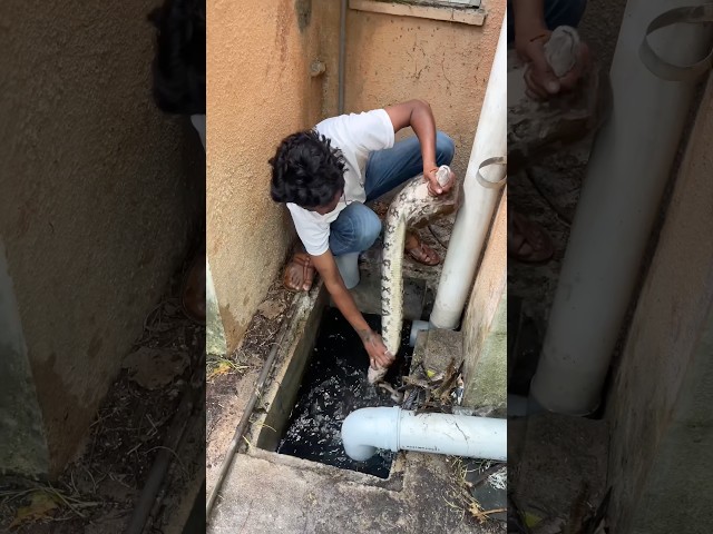 Wait for end 😱#python #snake #snakerescue #ajgar #india #sarpmitravideo #hardwork ￼